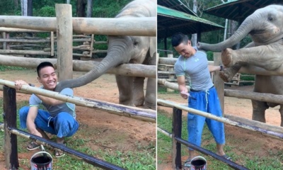 Baby Elephant wants to play