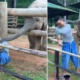 Baby Elephant wants to play