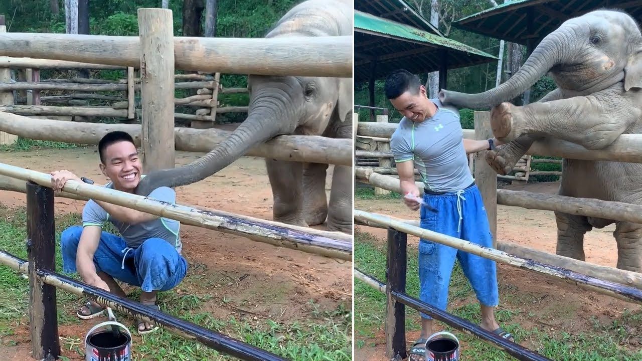 Baby Elephant wants to play
