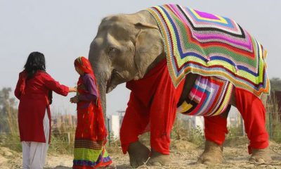 Indian protect elephants from freezing