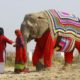 Indian protect elephants from freezing