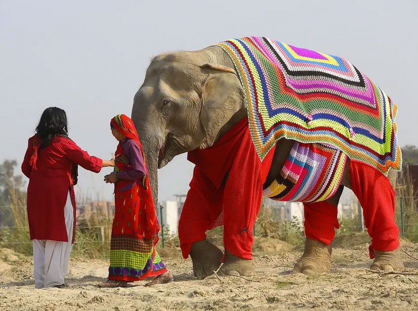 Indian protect elephants from freezing