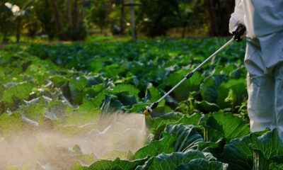 glyphosate weedkiller roundup