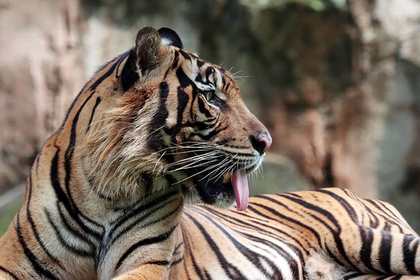 Nepal’s wild tiger population