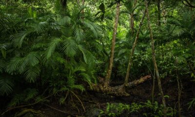 Indigenous peoples protect Amazon