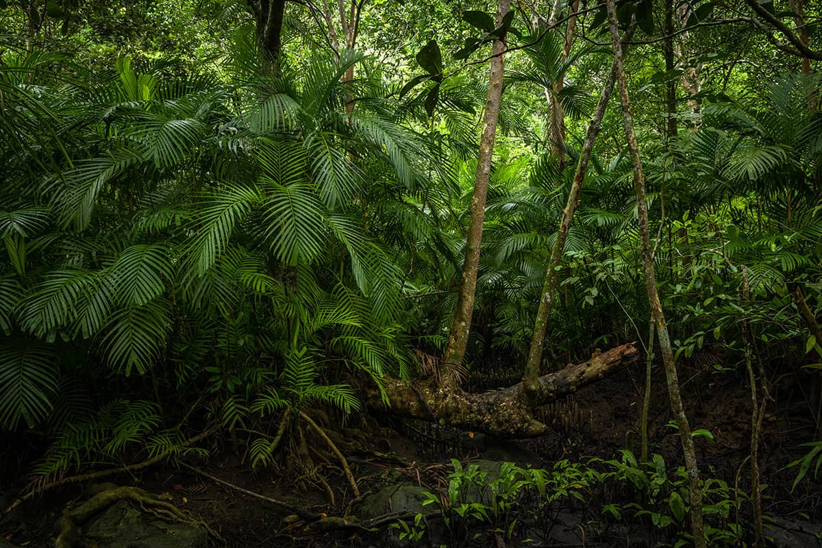 Indigenous peoples protect Amazon