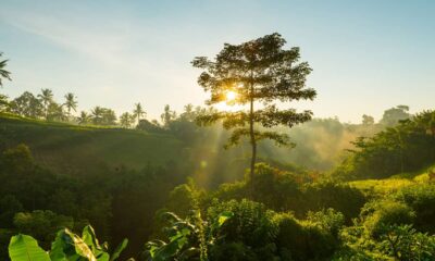 deforestation Indonesia