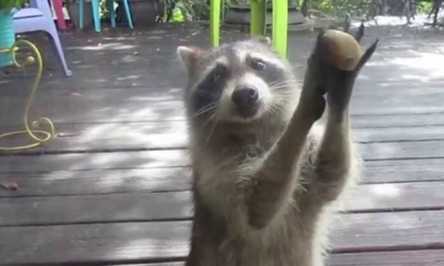 Raccoon Knocks on a Door