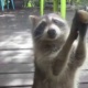 Raccoon Knocks on a Door