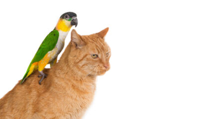 Parrot Plays Peek-A-Boo