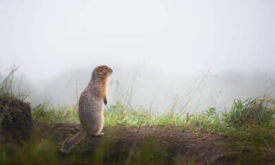 Squirrel Floral Delight