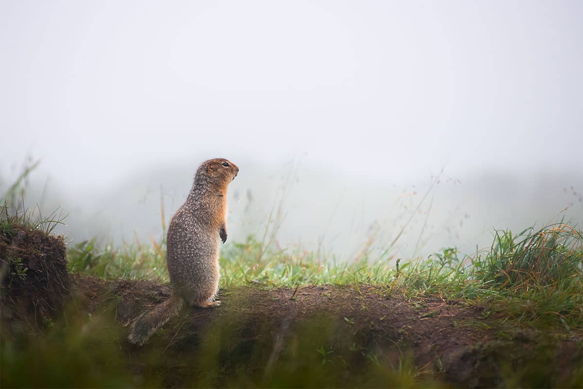 Squirrel Floral Delight