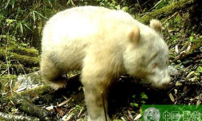 Albino Panda