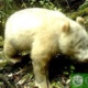 Albino Panda