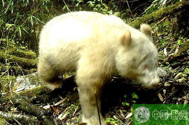 Albino Panda