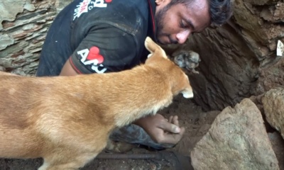 Mother Dog Helps Rescuers