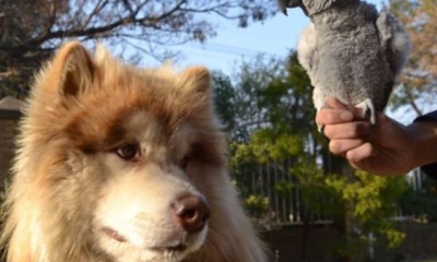 Parrot and an Alaskan Malamute