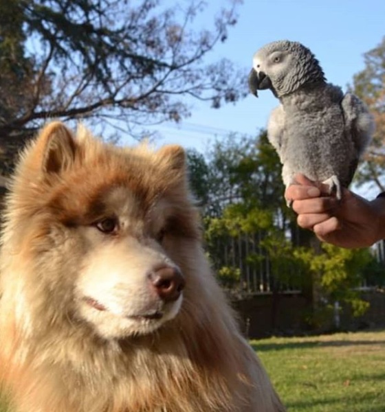 Parrot and an Alaskan Malamute