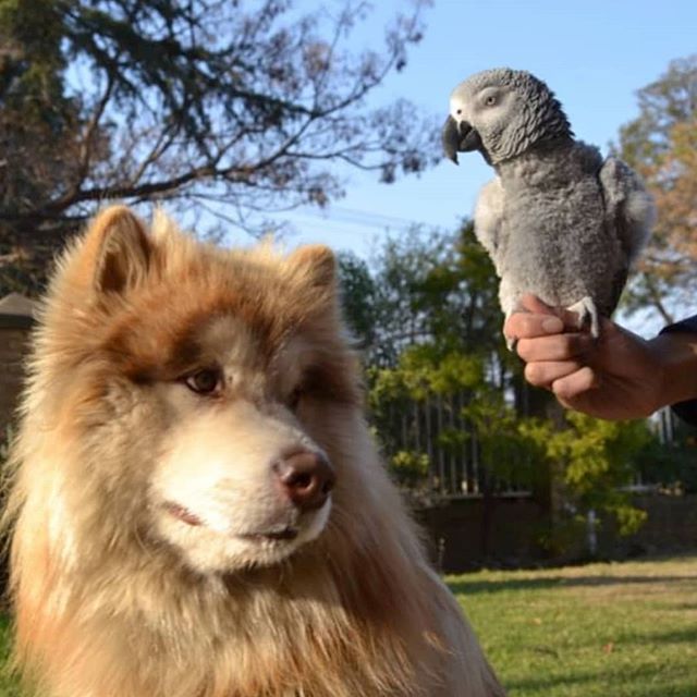 Parrot and an Alaskan Malamute