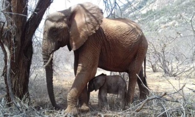 Sheldrick Wildlife Trust