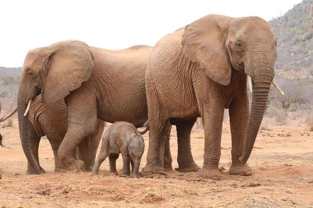 Wild Elephant Brings Her Newborn